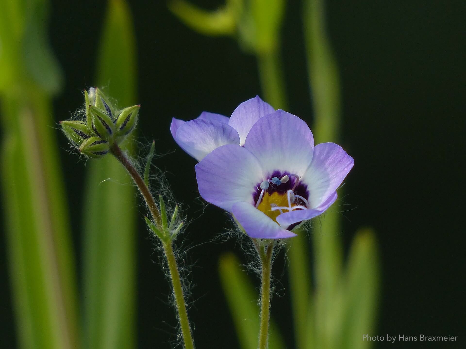 Valeriana