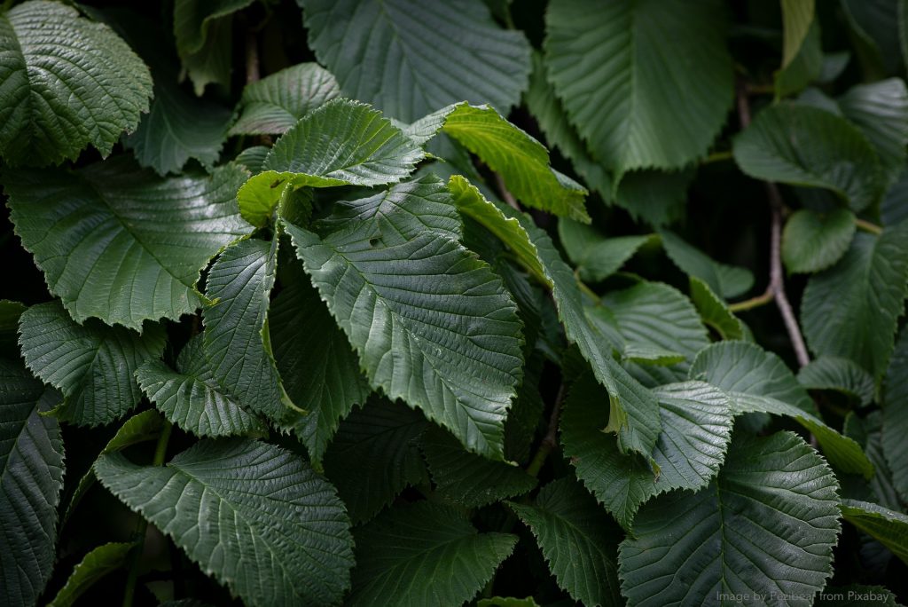 slippery elm bark