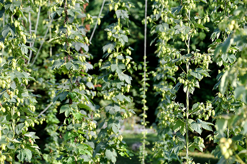 hops on vine