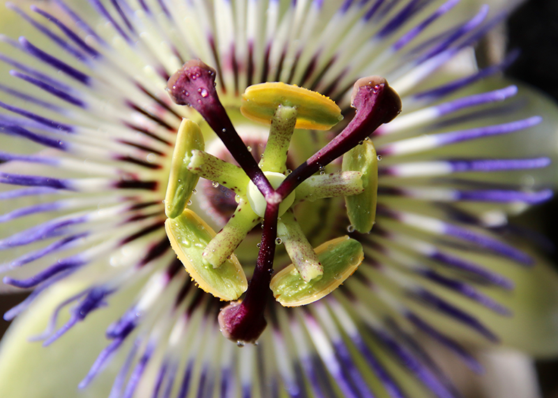 passion flower