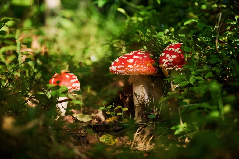 Three fly agaric mushrooms, psychedelic therapy, Dr. Leslie Korn