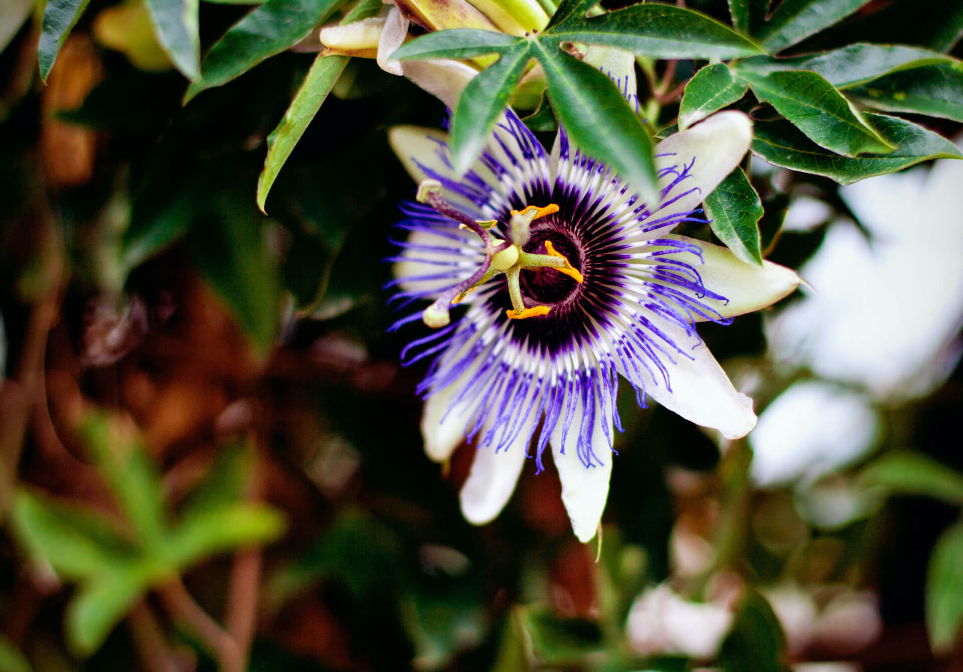 Pasiflora