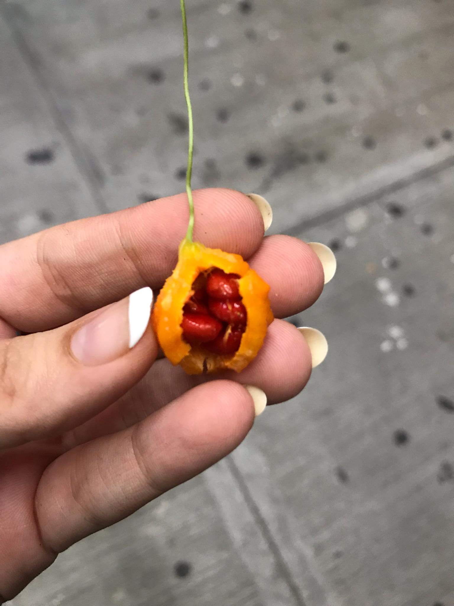 Bitter melon_1