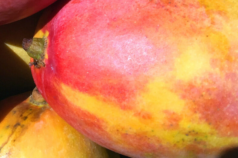 amchoor-mango-recipe