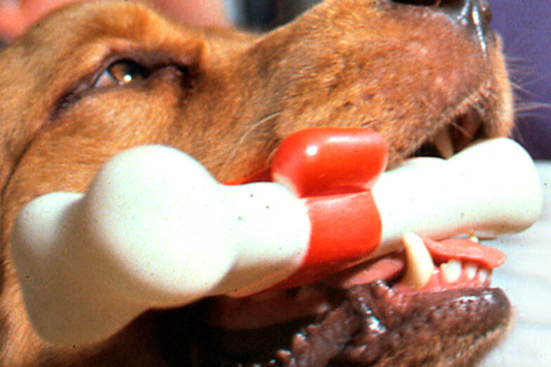 dogs-healing-power