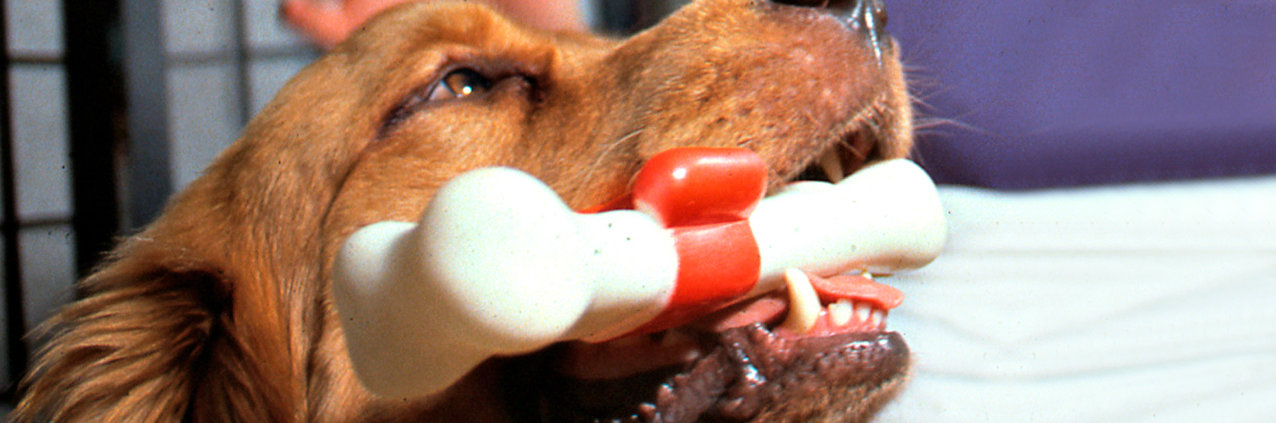 dogs-healing-power