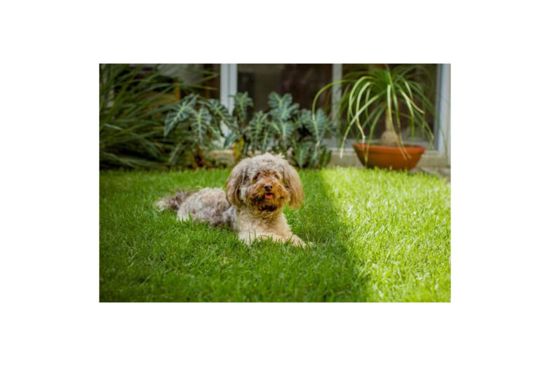 fresh-dog-food