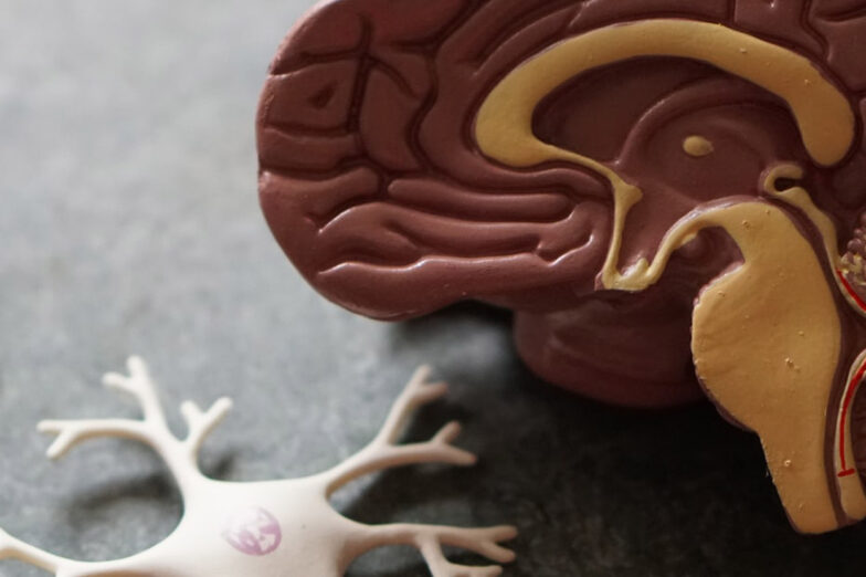 gut-neurotransmitters