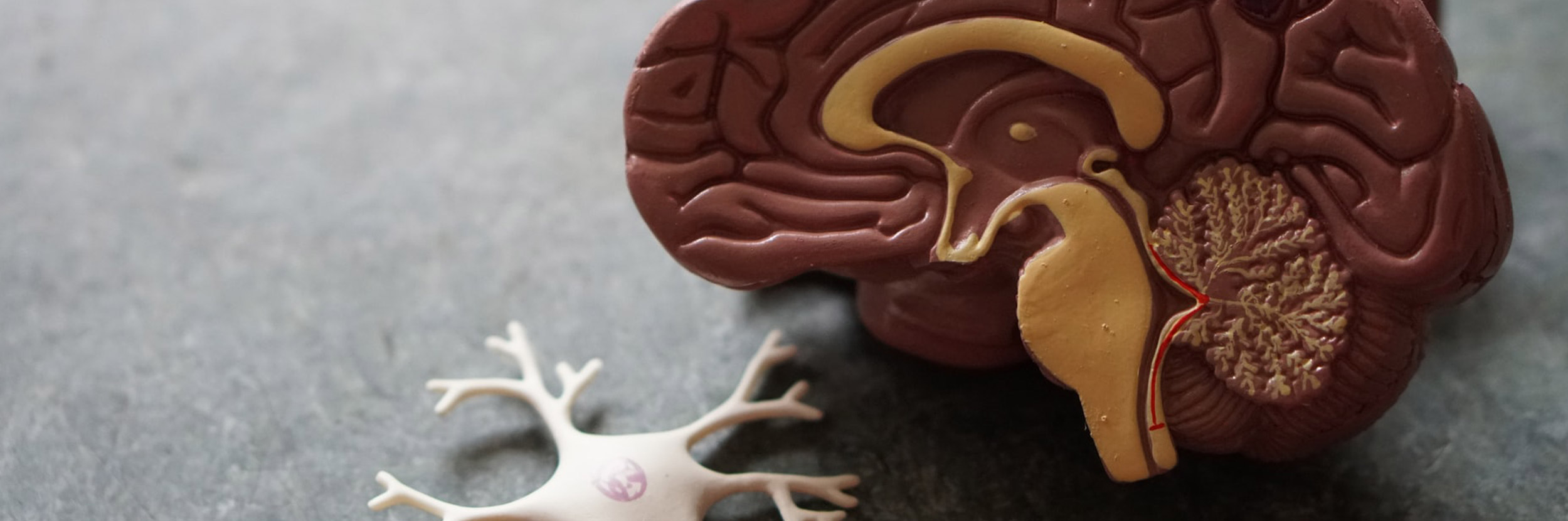 gut-neurotransmitters