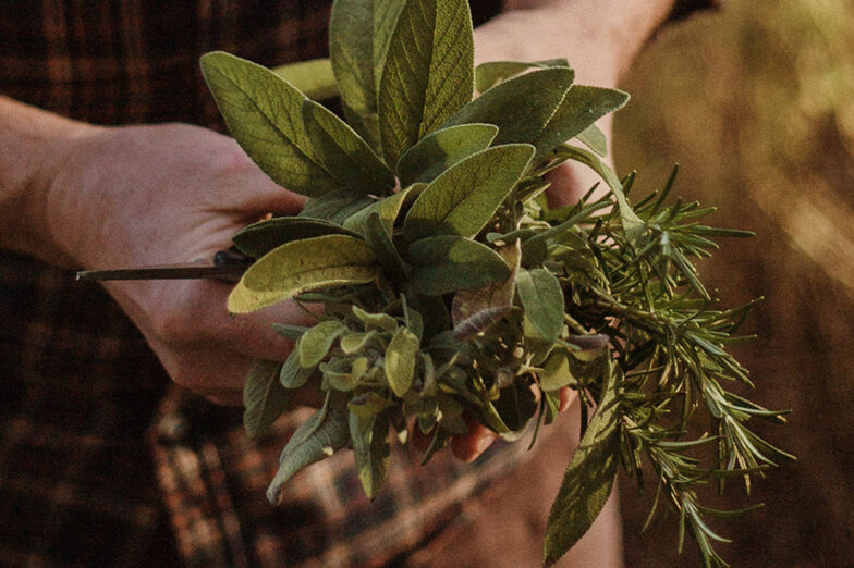 herbs-everyday-life