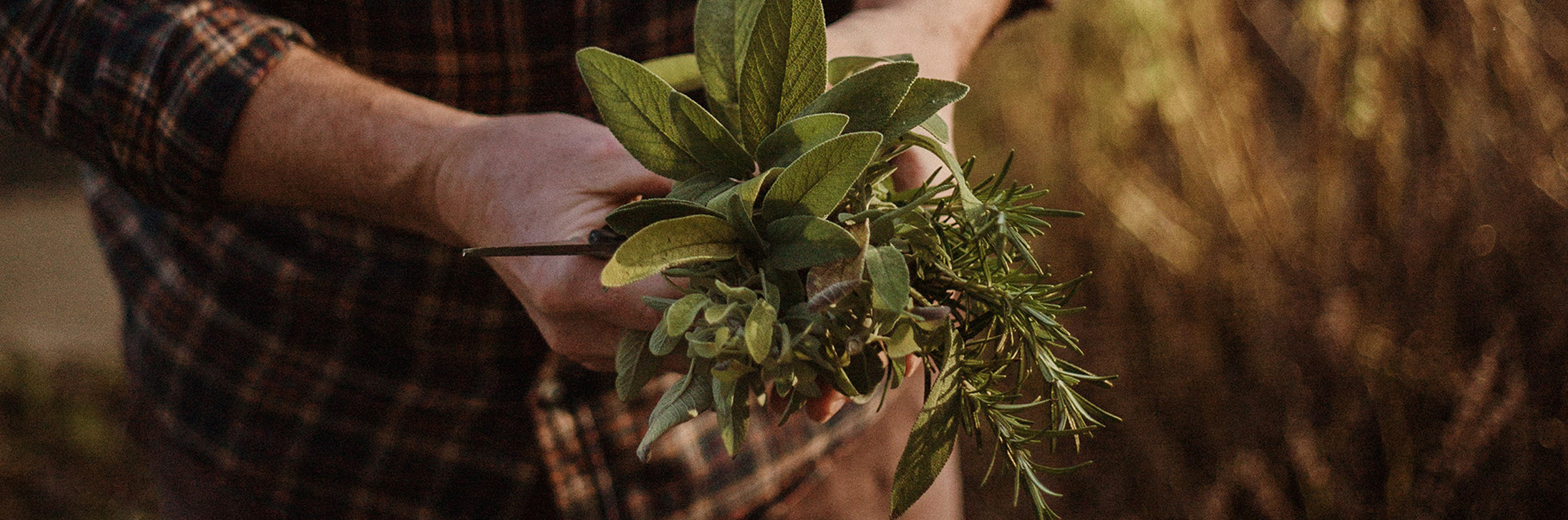herbs-everyday-life