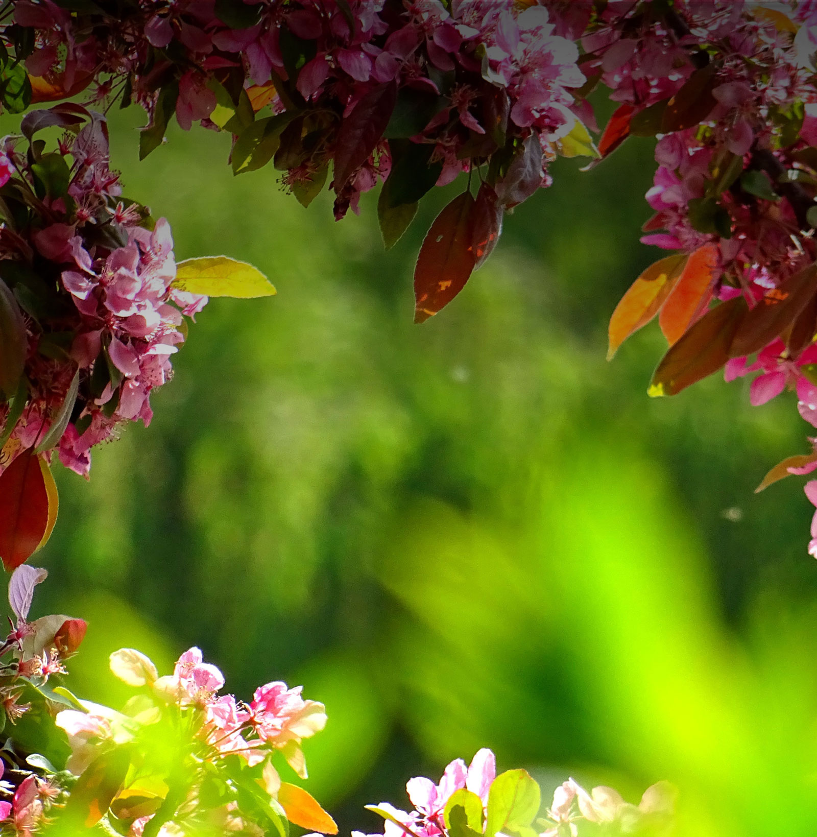 closeup flowers