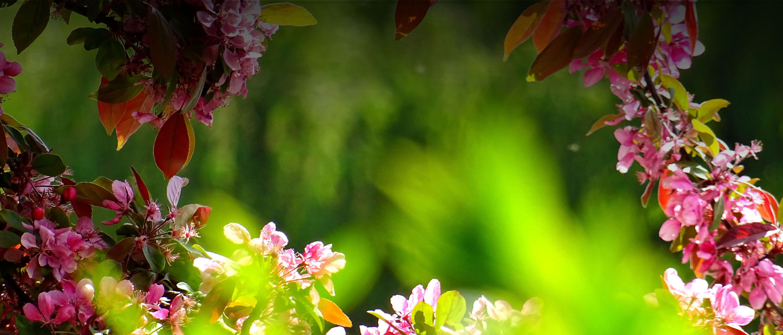 beautiful flowers in close up