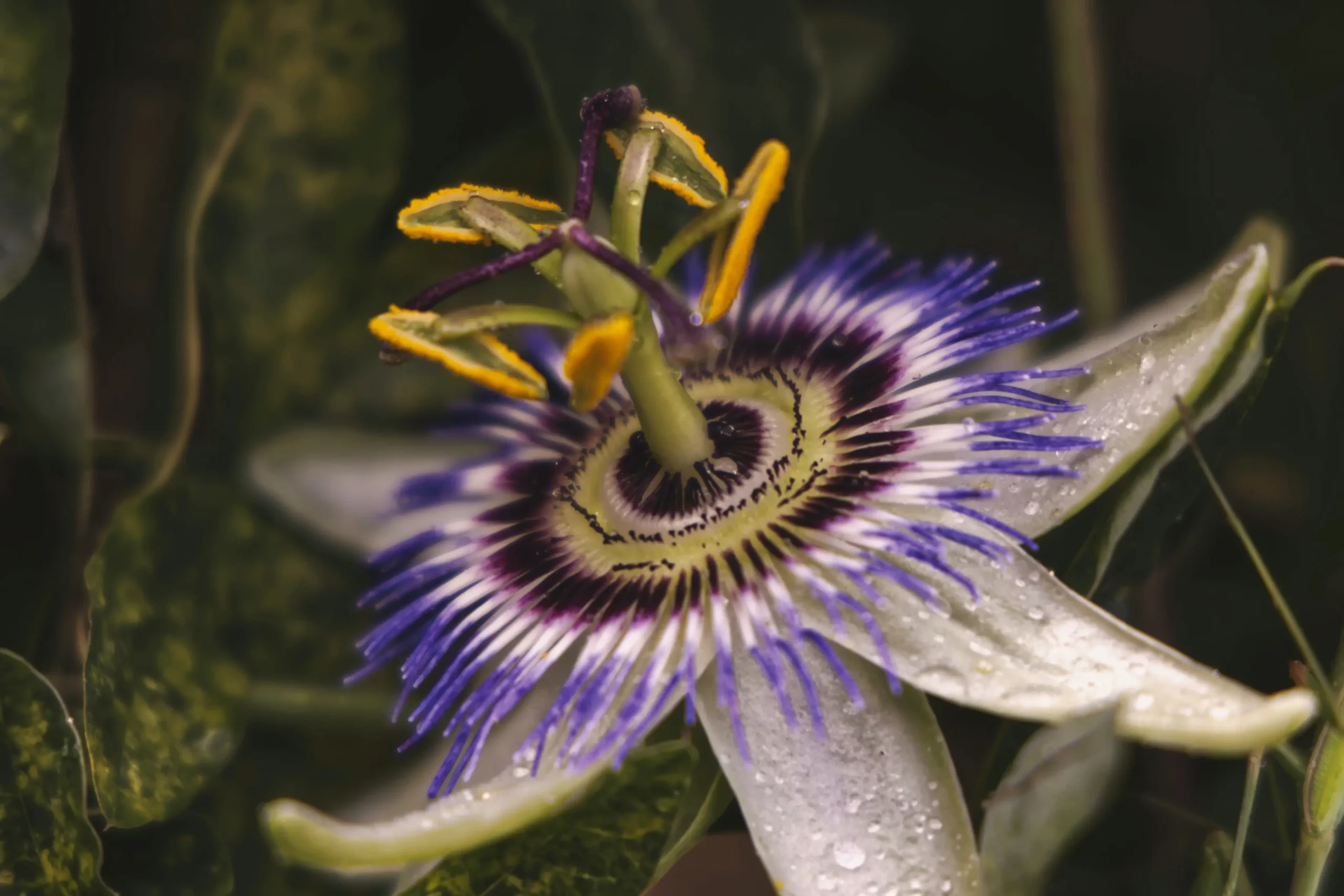Medicines Of The Jungle Western Mexico Passionflower Scaled