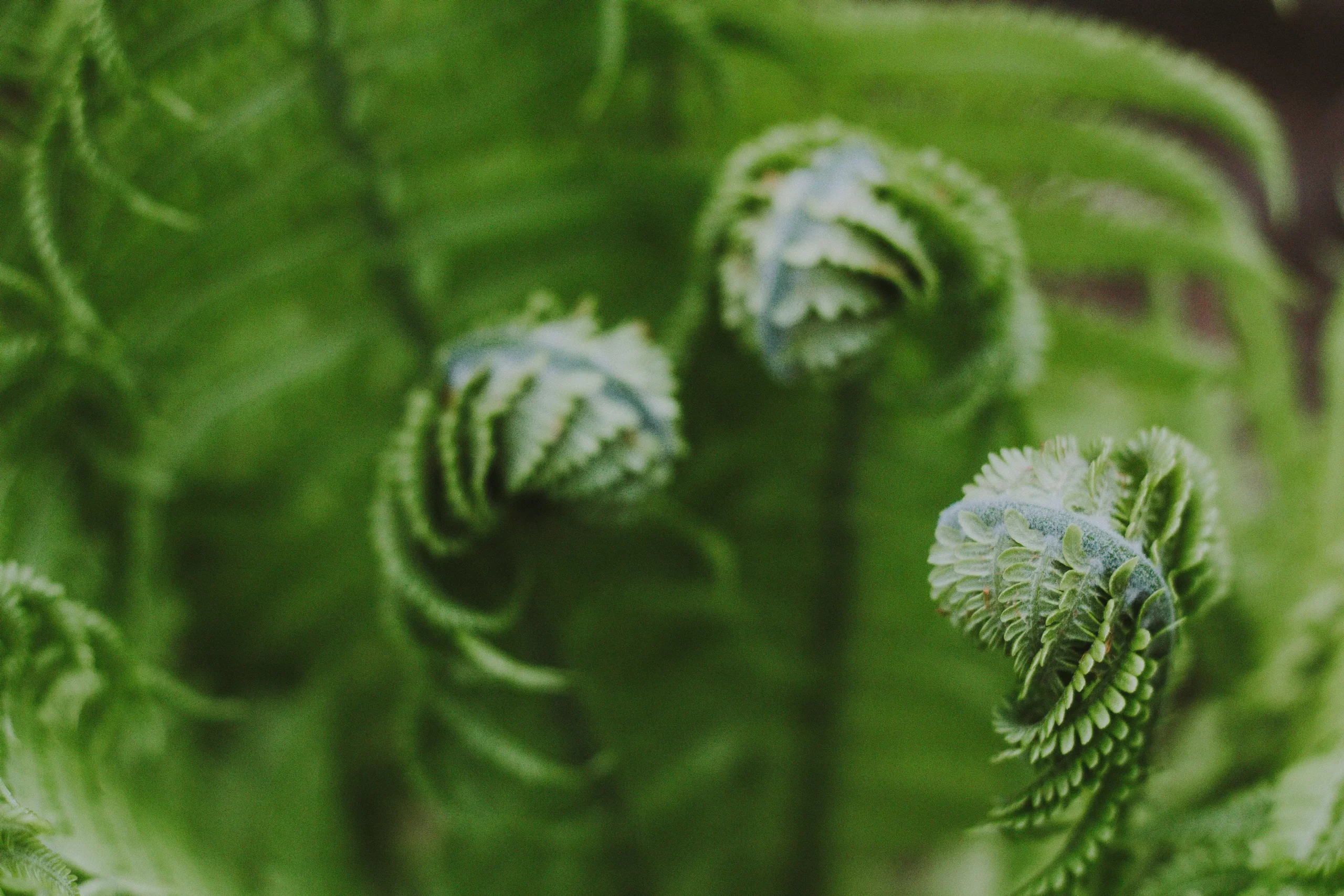 Preventing And Treating Diabetes Naturally The Native Way Fiddlehead Fern Scaled