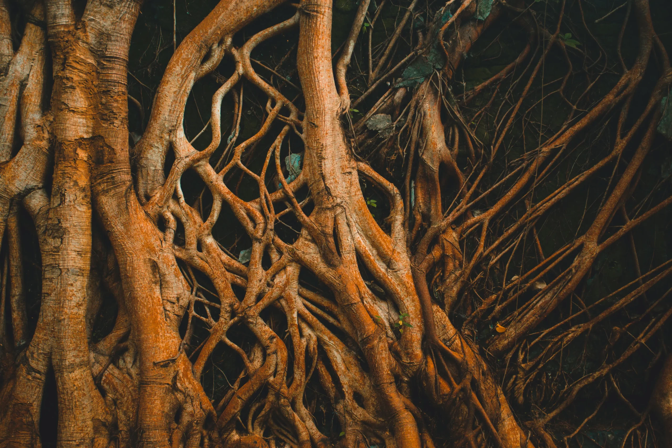 Rhythms Of Recovery Trauma Nature And The Body Roots Scaled