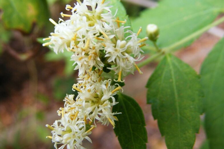 Psychopharmacologic analysis of an alleged oneirogenic plant_ Calea zacatechichi
