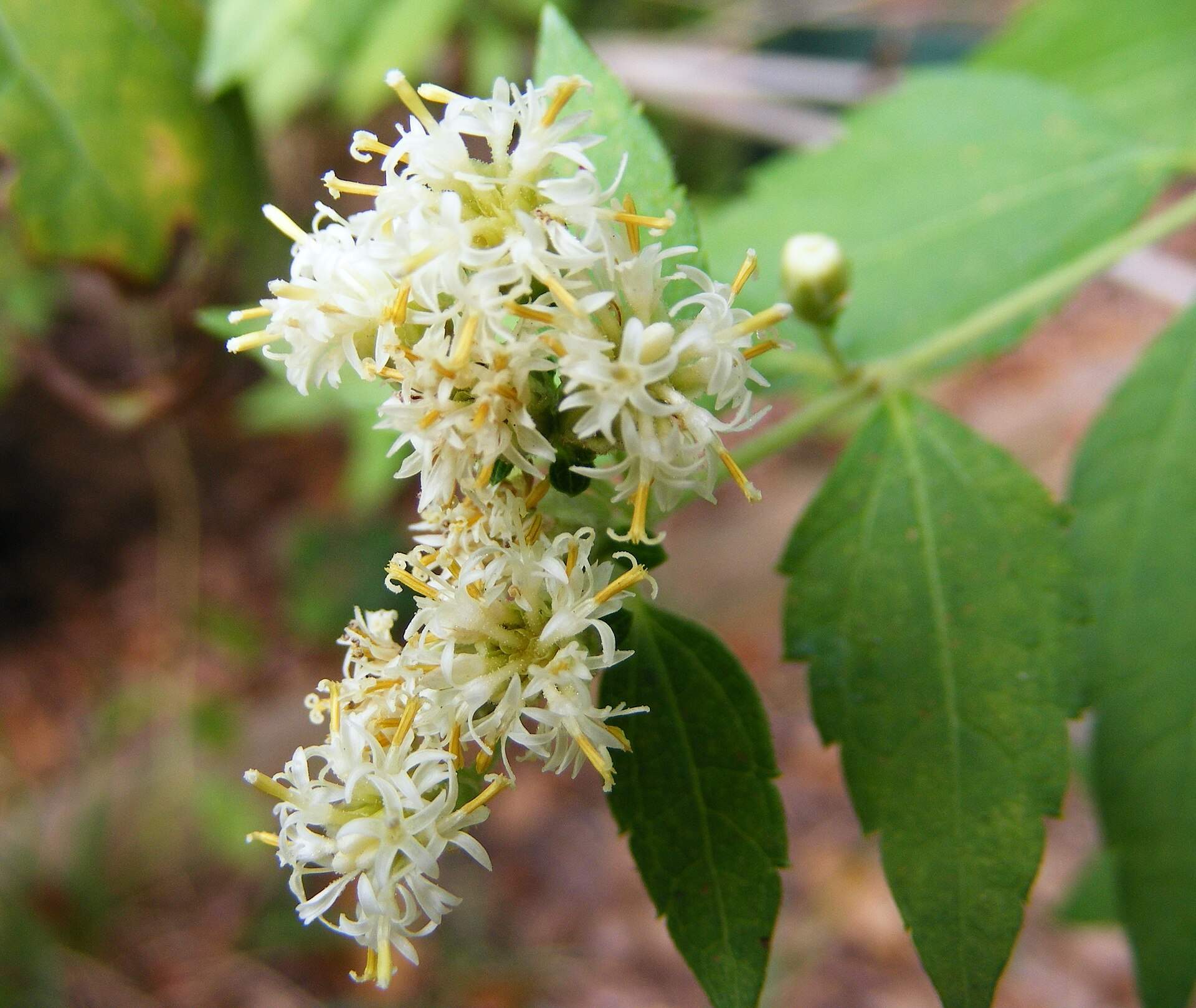 Psychopharmacologic analysis of an alleged oneirogenic plant_ Calea zacatechichi