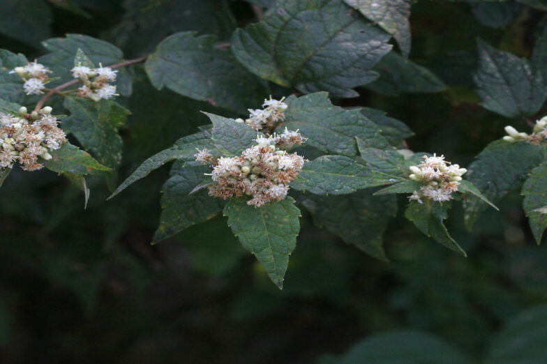 calea-ternifolia-zacatechichi-oneirogenic-plants