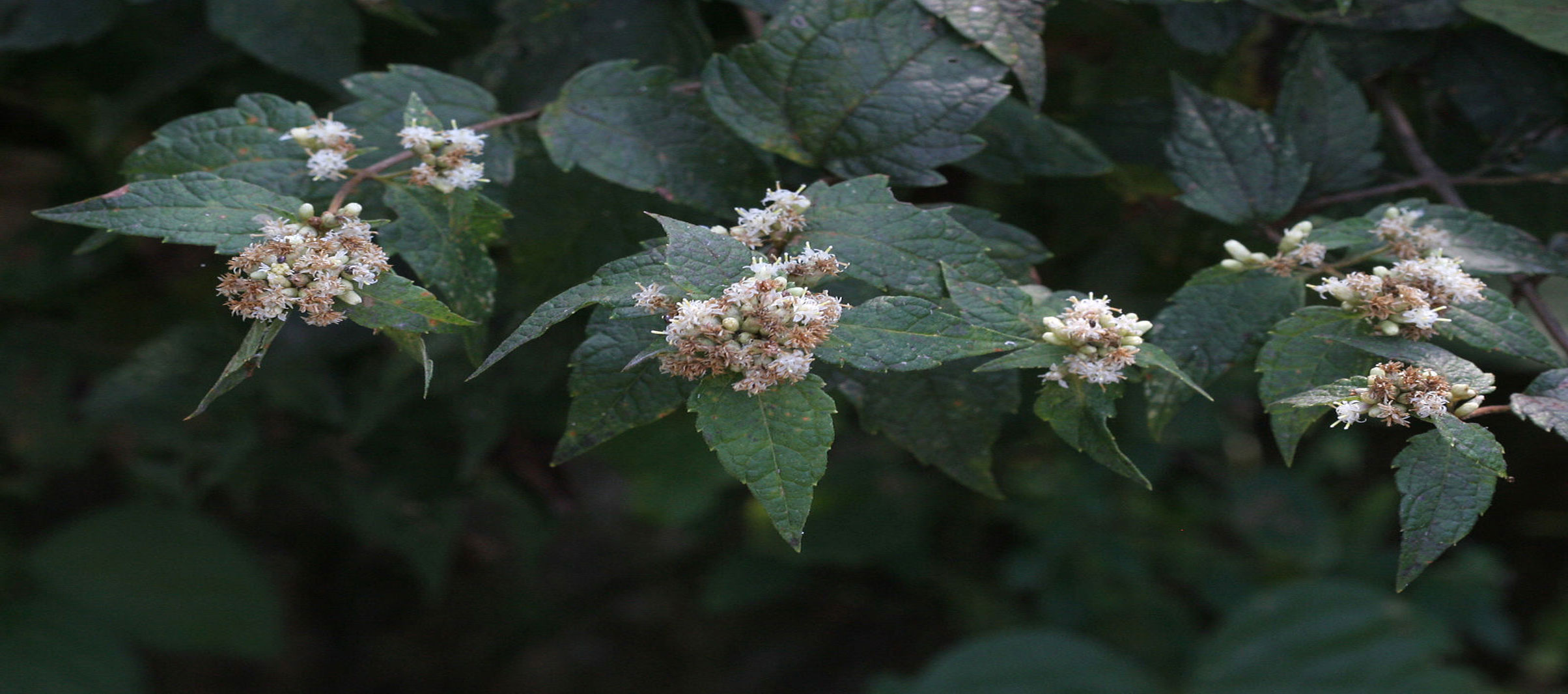 calea-ternifolia-zacatechichi-oneirogenic-plants