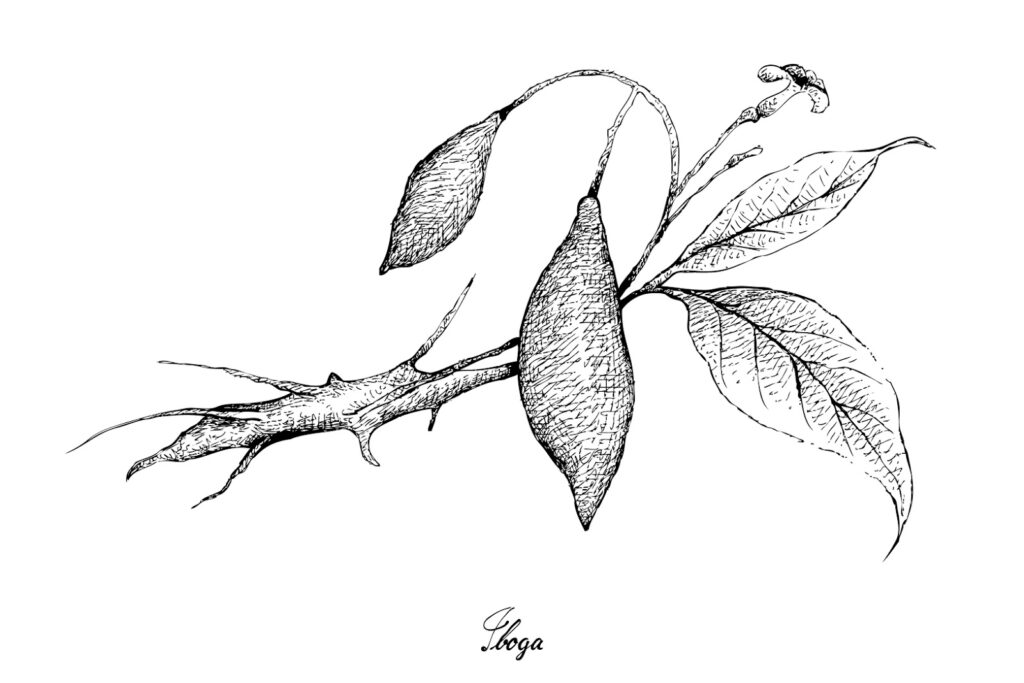 Drawing of an ibogaine plan