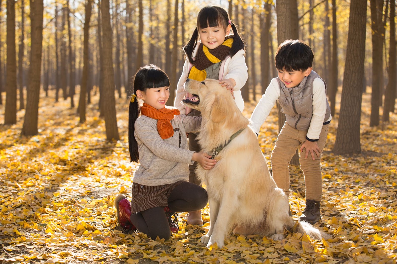 How Dog-Human Synchrony Enhances Co-Regulation