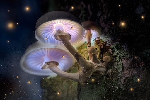 Default ALT text for Violet mushrooms growing on a moss-covered tree trunk, surrounded by glowing fireflies, illustrating the connection between psychedelics and the microbiota-gut-brain axis explored in emerging research.